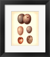 Bird Egg Study IV Framed Print