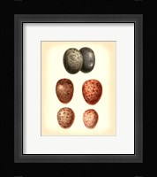 Bird Egg Study V Fine Art Print