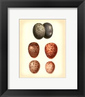 Bird Egg Study V Framed Print