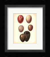 Bird Egg Study VI Fine Art Print