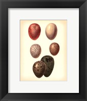 Bird Egg Study VI Framed Print