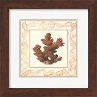 Coral with Shell Border II Fine Art Print