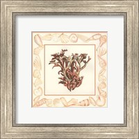 Coral with Shell Border III Fine Art Print