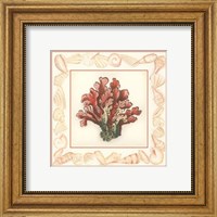 Coral with Shell Border IV Fine Art Print