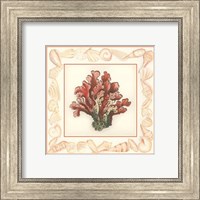 Coral with Shell Border IV Fine Art Print