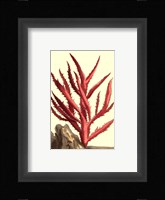 Coral by the Sea III Framed Print
