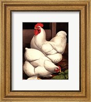 Cassell's Roosters I Fine Art Print