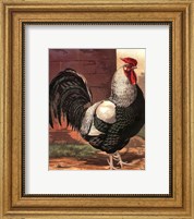 Cassell's Roosters IV Fine Art Print