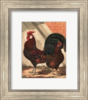 Cassell's Roosters V Fine Art Print