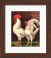 Cassell's Roosters VI Fine Art Print