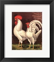 Cassell's Roosters VI Fine Art Print