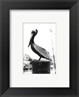 Pelican Perch Giclee
