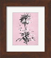 Imperiale on Pink Giclee