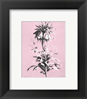 Imperiale on Pink Giclee