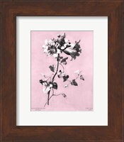 Amaryllis on Pink Giclee