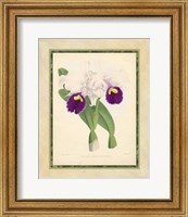 Orchid I Giclee
