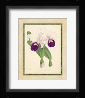 Orchid I Giclee