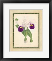 Orchid I Giclee