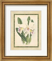 Orchid II Giclee
