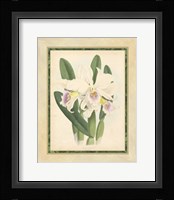 Orchid II Giclee