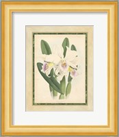 Orchid II Giclee