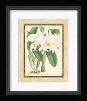 Orchid III Giclee