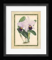 Orchid IV Giclee