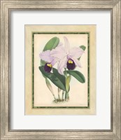 Orchid IV Giclee