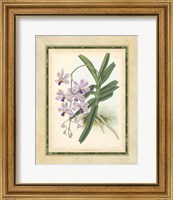 Orchid V Giclee