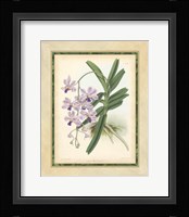Orchid V Giclee