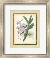 Orchid V Giclee