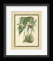 Orchid VI Giclee