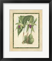 Orchid VI Giclee
