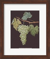 White Grapes Giclee