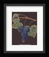 Purple Grapes Giclee