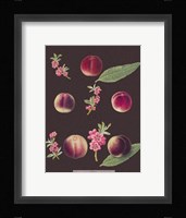 Peaches Giclee