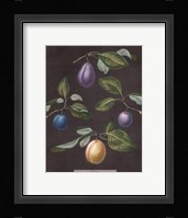 Plums Giclee