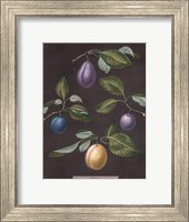 Plums Giclee