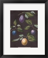 Plums Giclee