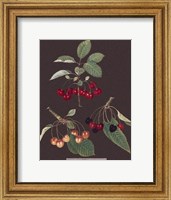 Cherries Giclee