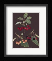 Cherries Giclee