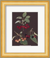 Cherries Giclee