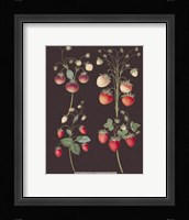 Strawberries Giclee