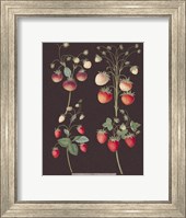 Strawberries Giclee