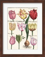 Tulips En Masse II Giclee