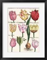 Tulips En Masse II Giclee