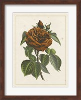 Chinese Red Rose I Giclee