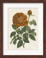 Chinese Red Rose II Giclee