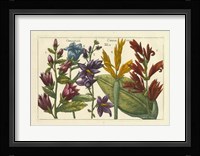 Botanical III Giclee