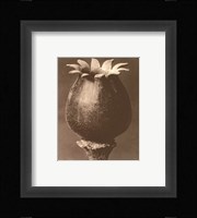 Sepia Botany Study I Framed Print